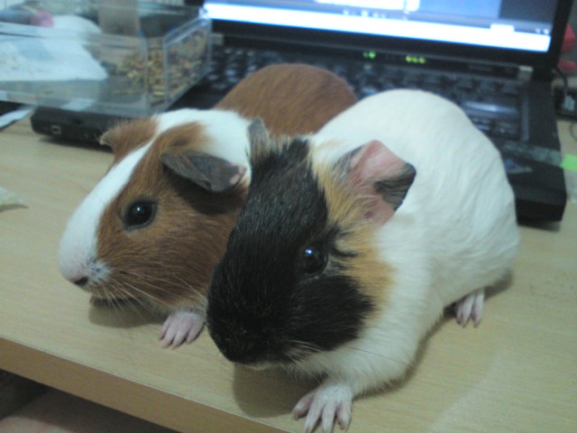 Coffee and milky.JPG