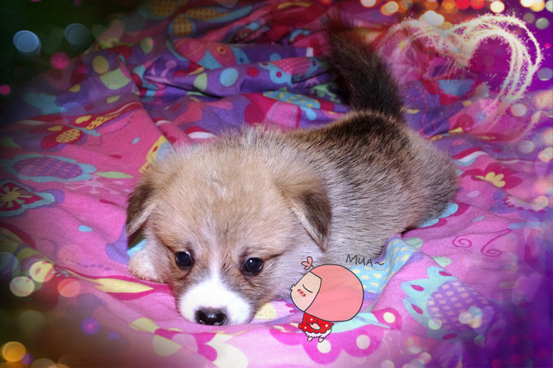 Puppy 5weeks_副本.jpg