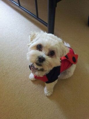ladybug